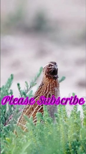 Common Quail / Coturnix / Coturnix Singing / Natural Singing