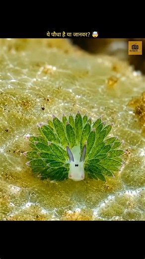 This Animal Can Almost Do Photosynthesis | #facts #shorts #animals