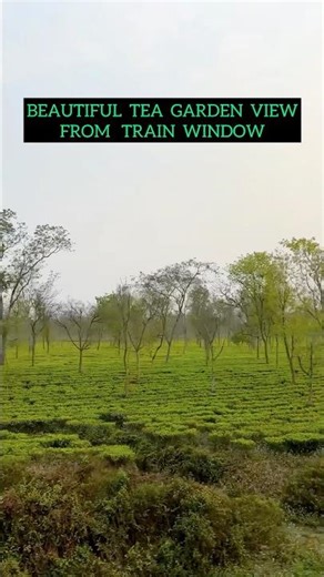 Beautiful Tea Garden View From Train Window 🔥 #railway #teagarden #shorts #viral #trending #video