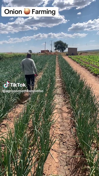 Smart Onion Farming Techniques for Modern Farmers