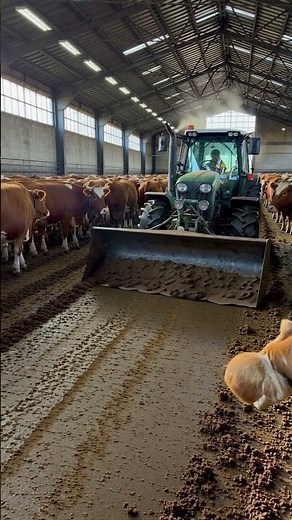 Tractor at Work: Cleaning Cow Barn with Thousands of Cows