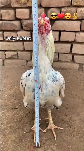 Aseel murga java fight 👑👿👿👿👑 viral video