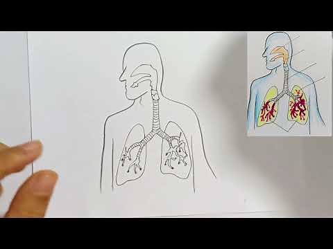 Como desenhar o SISTEMA RESPIRATÓRIO (nomes na descrição)