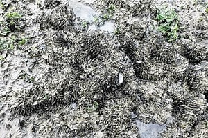 Mussel calamity: Shellfish from the Americas carpeting Singapore shores, could muscle out local species