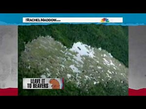 dam_those_beavers.mov