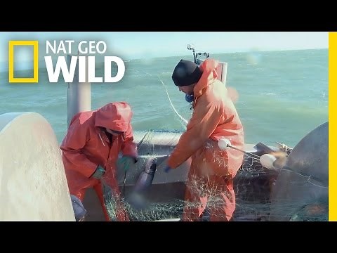 Fishing Down to the Wire | Alaska Fish Wars