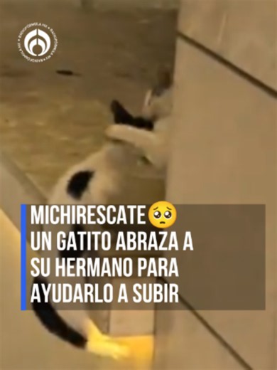 😸¡Lo más tierno que verás hoy! Gatito abraza a su hermano para evitar que se caiga🥹 #RFmx #Imperdible #tiktokmehizover #fun #gatos