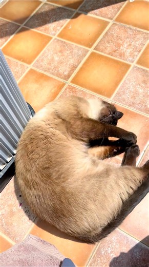 今天看我們家礦工 小貓咪也喜歡曬太陽 #生活很累但要繼續微笑面對 #陽光明媚的一天 | Juliet ASMR