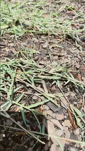 Stop Resisting The Bermuda Grass Growing in your St. Augustine Yard