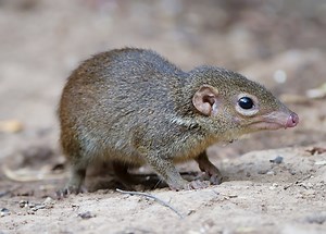 A hilarious and educational look at the symbiotic relationship between tree shrews and pitcher plants: "This Tree Shrew is Shitting!"