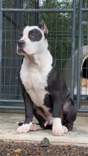 Before Vs After Animals Growing Up | Animals Growth Journey #animals #pets #dog