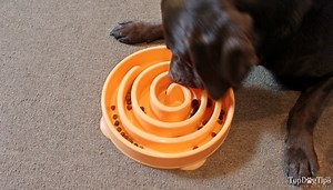 Dog Food Bowls That Slow Down Eating: When Do You Need One?