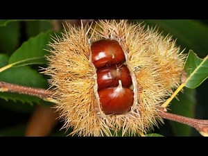 Peeling Chestnuts the Easy Way