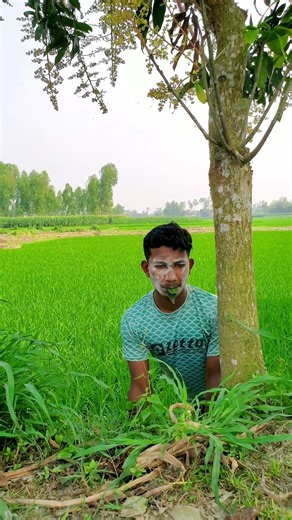 birds trap catching parrot #shortvideos #funny #comedy #birds