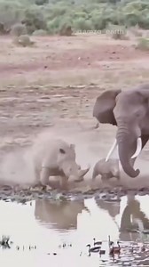 Animal Planet TV on Reels