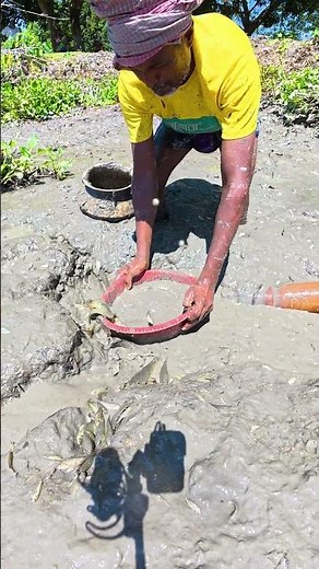 Draining Lake for Massive Catch! 🐟 Hand Fishing Native Fish #Shorts