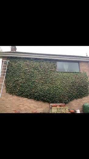 Expert Ivy Removal Techniques for Satisfying Garden Maintenance