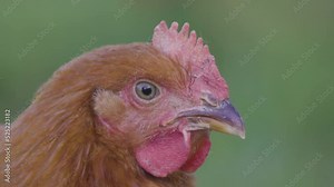 Extreme close up of a chicken face in 4k Slow Mo in grassy field