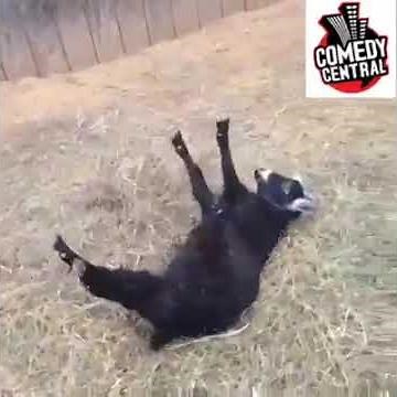 Goat Plays Dead When Scared.LOL