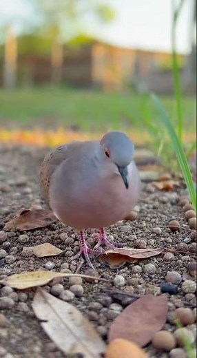 Gentle Dove Walking and Cooing | Peaceful Daytime Nature Sounds