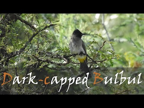Dark-capped Bulbul (Pycnonotus tricolor) Bird Call Video | Kruger Birding | Stories Of The Kruger