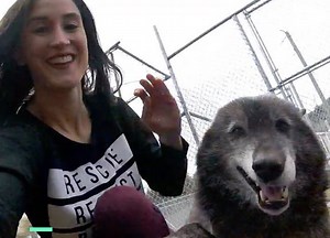 The bond between this woman and her pet wolf has had healing effects on both of them. (via Humankind) | Upworthy Stories
