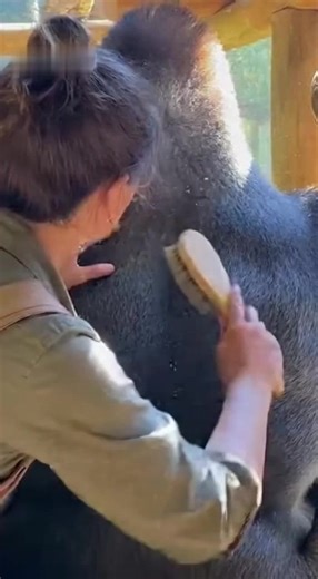 Adorable zookeeper clean gorilla back 😍 #chimpanzee #animals #viral #wildlife | Alauna Roby
