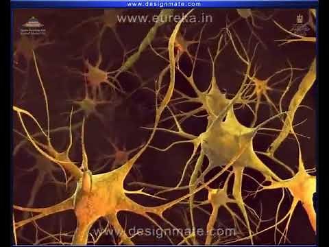 شرح التشابك العصبي