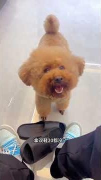 Most people can't afford to keep a dog like this #WhyIsThisDogActingLikeAHuman #LaughingUntilItHu...