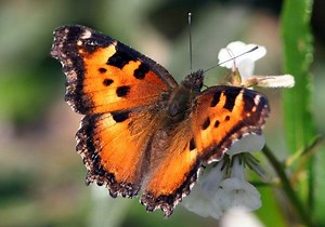 California tortoiseshell - Alchetron, the free social encyclopedia