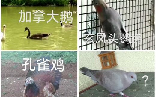 人工饲养下几种有意思的鸟类跨属杂交后代