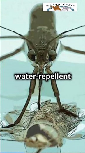 Amazing Water Striders: Nature’s Skating Insects! #WaterStrider #InsectFacts #NatureExploration