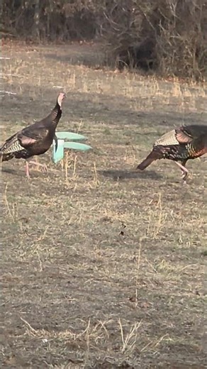 Backyard Turkey Watching