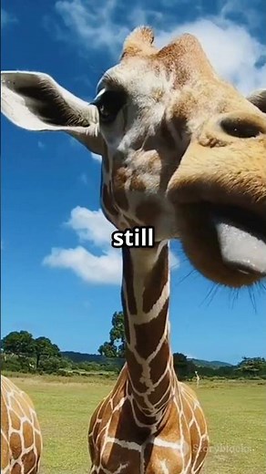 🦒 Giraffe Hums? Secret Sleep Songs! 🎶
