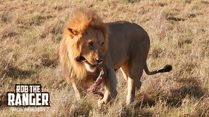 Zebra Kill Unites Powerful Lion Coalition