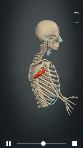 Teres Mojor Muscle #new #anatomy #anime #biology #science #gym #fitness #trend #medico #news