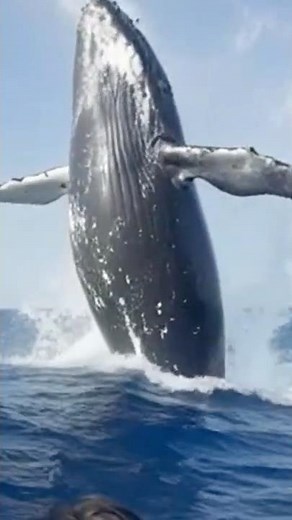 Whale watching in the Azores