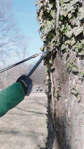 ICYMI - Get tips from Roanoke Tree Stewards about how to remove English Ivy in your backyard! | Roanoke Valley Television - RVTV