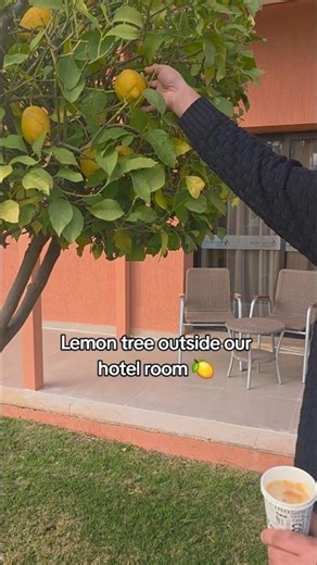 Dad is harvesting a lemon directly from the tree #shorts