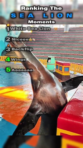 #sealions