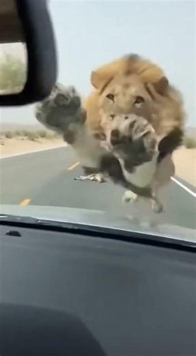 😱 Lion ATTACKS Car! #LionAttack #Shorts