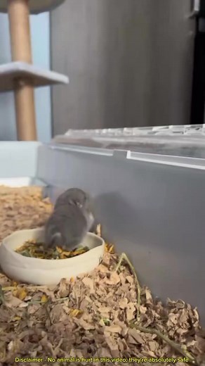 This little guy that looks like a small squirrel is actually a baby Chinchilla #animals #nature #fyp #knowledge #cute | Earth Wonders
