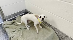 11/9-Paloma was finally officially adopted yesterday and went home with her new family! 11/7-Paloma has an adoption hold and a backup adoption hold! She can’t leave until her microchip hold is up. This adorable little girl is Paloma and she can’t stop shaking. Paloma was adopted from the shelter in February and then picked up as a stray last week. Her owners haven’t come to reclaim her so it’s not looking good. Please help us get her out of here for a second time. ❤️ heartworm NEGATIVE 🐾 2 year