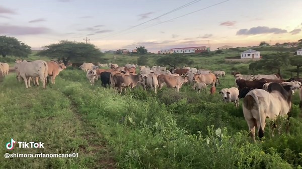 @Qhudelaqhanyela03🐓 @makhanda @idansane@1 @mbesheshe 🫱🏾‍🫲🏿