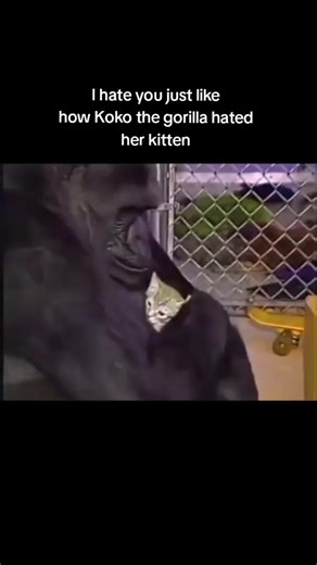 Koko the Gorilla's Unique Bond with Her Kitten