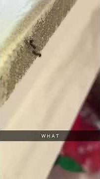 Ants are so savage | Ant throws another ant off a cliff