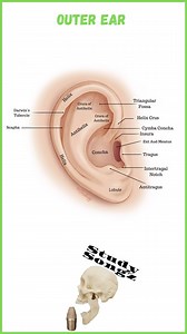 Study Songz ll Anatomy Music on Instagram: "The Auricle/Pinna is the outer ear and all the twists and turns have anatomical names. Check out this song by @studysongz to memorize the outer ear anatomy Lyrics: Elastic cartilage makes the ear Auricle Pinna the outer ear Helix round to the Helix Crus Anti Helix up to the Crura Tragus opposite the Anti Tragus In between intertragal notch Incisura in front of the Concha Another Concha the Cymba concha Say that three times fast Bet you can’t concha Cym