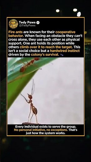 Cold-Hearted Ants Leave A Friend Behind