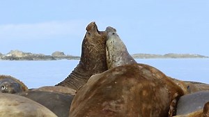 Elephant Seals Antarctica Stock Footage Video (100% Royalty-free) 1008909194 | Shutterstock