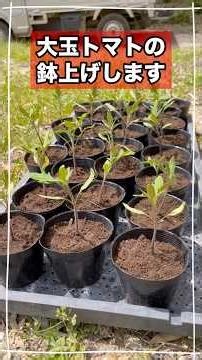 We're transplanting our large tomatoes, "Reika," into pots. #SakuraFarm #HomeGardening #Agricultu...